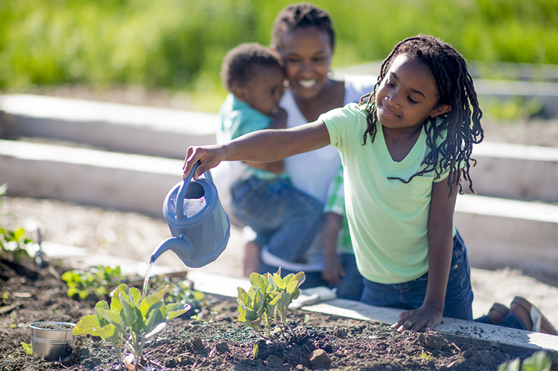 Watering the Vegetable Garden A mother is gardening with her twin toddler sons on a mother's day. Her elementary age daughter is watering the plants with a watering can.