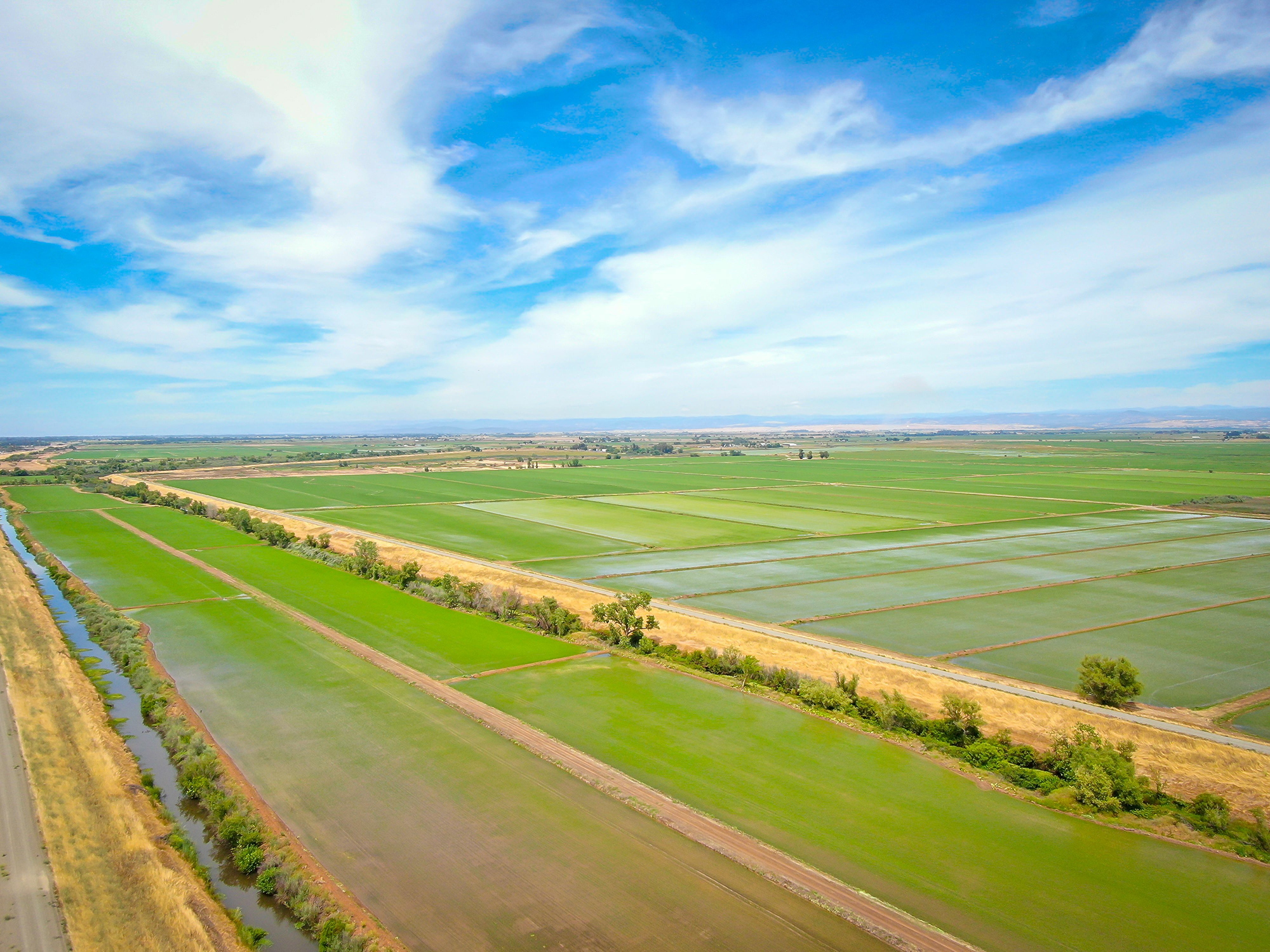Rice Fields Sacramento